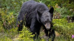 Bear response: who to call